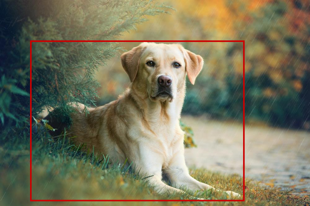 good boy